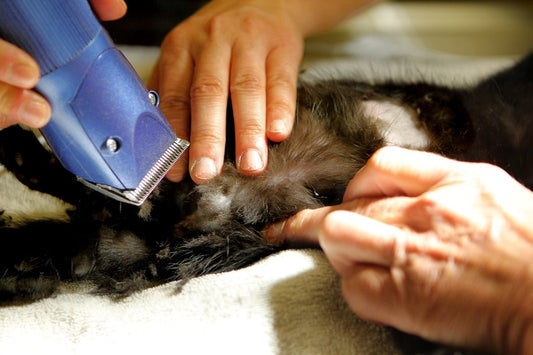 IPL Laser Hair Remover Explained The Science Behind Permanent Hair Removal - MomDaughts UAE