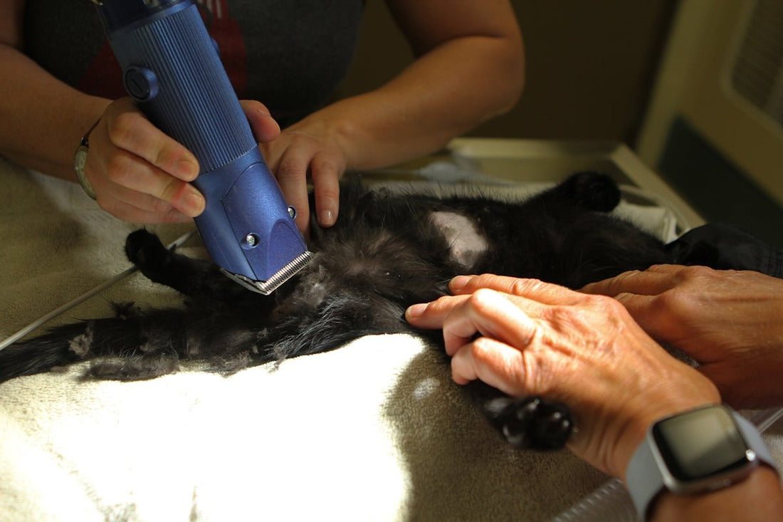 Top Myths About IPL Laser Hair Remover and Laser Hair Removal Debunked - MomDaughts UAE